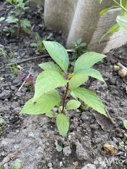 Гортензия метельчатая черенки