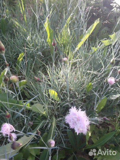 Цветы садовые-многолетние