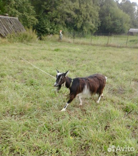 Коза дойная молочная