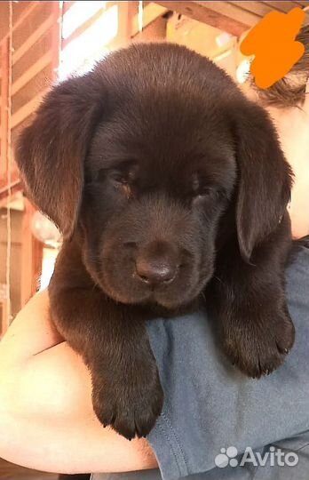 Щенки лабрадора