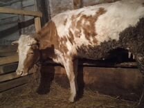 облавы. закрывают ли рязань. закрывают ли рязань. закрывают ли рязань. орви рязань сегодня.