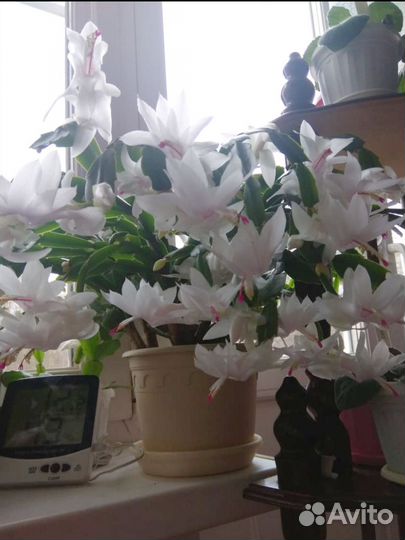 Декабрист шлюмбергера белый