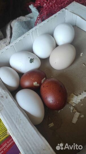 Яйцо куриное,перепелиные,утки домашнее