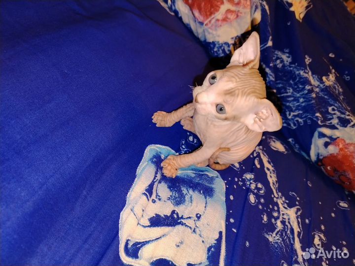 Канадский сфинкс котенок