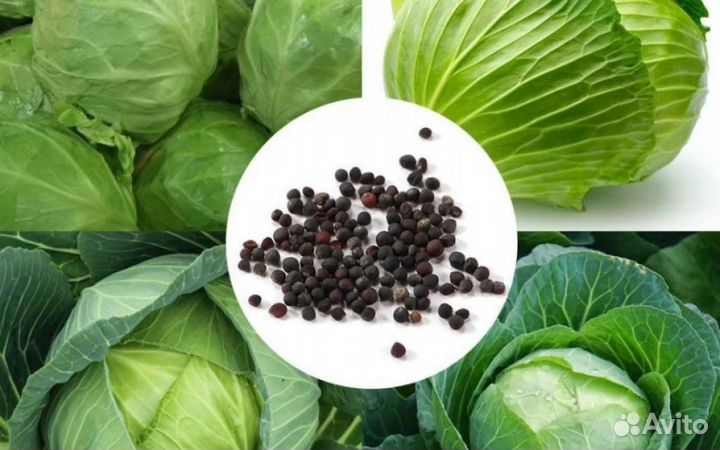 Семена капусты в большом количестве