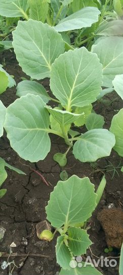 Рассада капусты