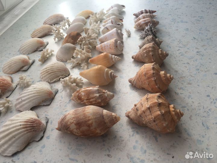 Морские ракушки раковины кораллы