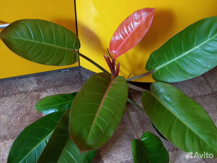 Домашние цветы 7