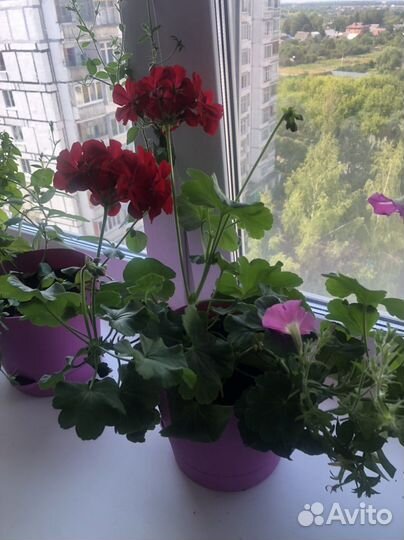 Пеларгония герань