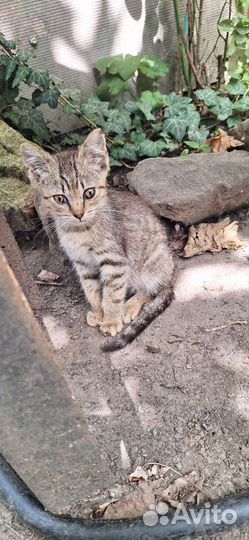 Котики бесплатно