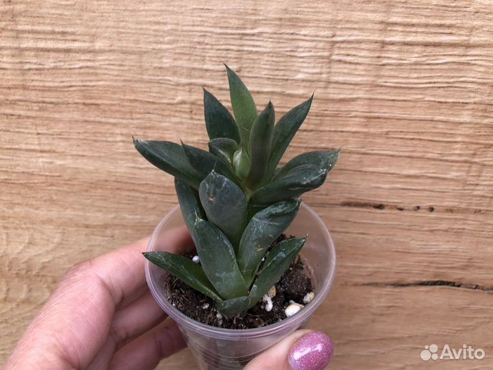 Суккуленты