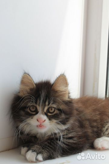 Курильский бобтейл