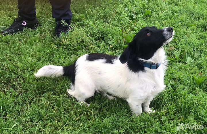 О дам коротколапую небольшую собачку