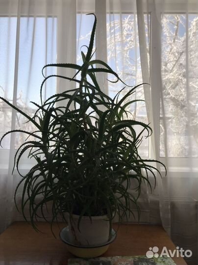 Алоэ столетник