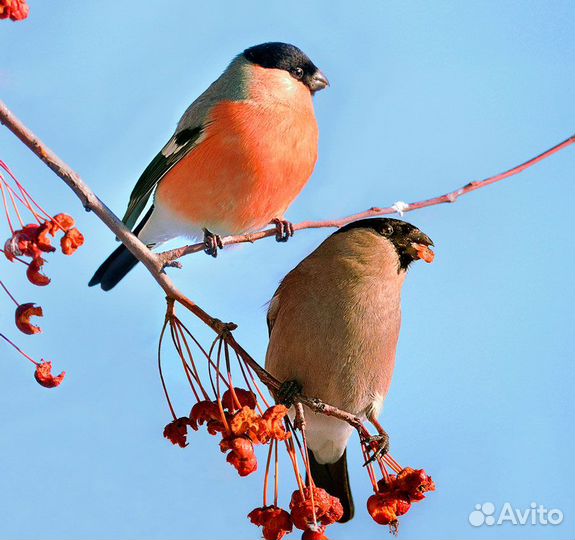 Лесные птицы для дома и для выпуска
