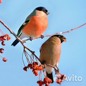 Курятники готовые и вольеры/выгулы/загоны/домики для кур