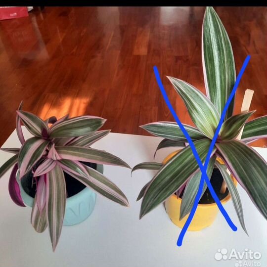 Традеск Рео, Каланхое, Драцена и другие цветочки