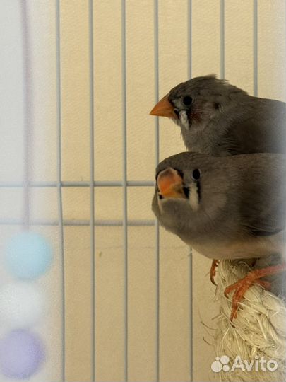 Самка и самец (зебровые амадины )