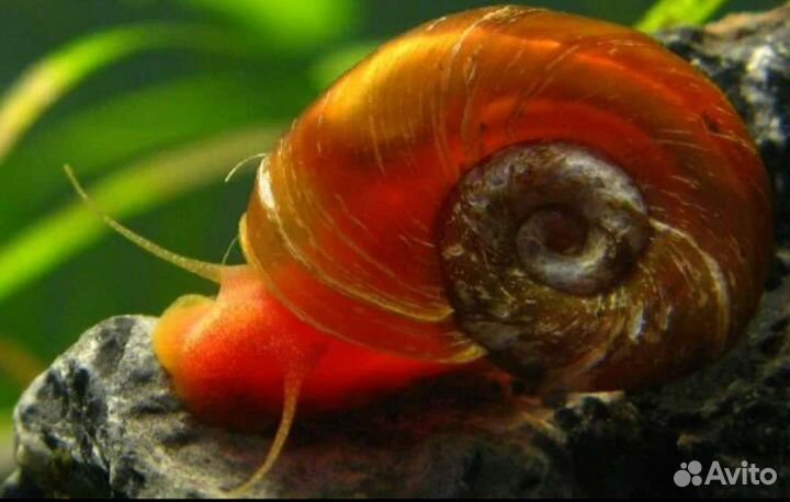 Красные роговые катушки-улитки