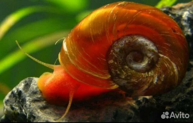 Красные роговые катушки-улитки