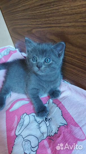 Котенок-девочка в дар