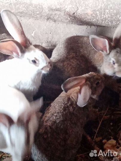 Кролики и крольчата