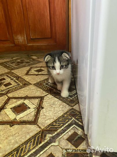 Котята в дар бесплатно