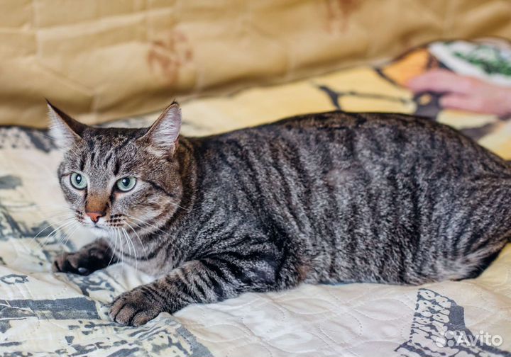 Отдам котика
