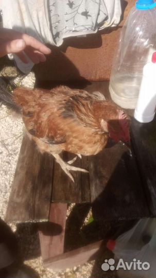 Молодые петушки Кучинской Юбилейной