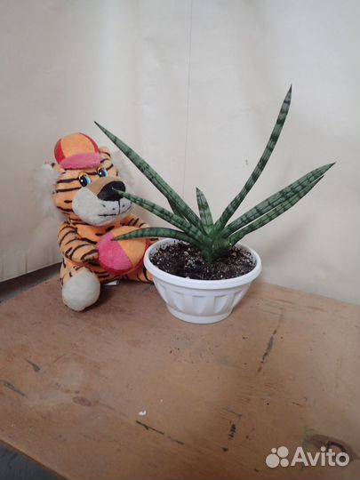 Сансевиерия Цилиндрика Бонсель,веер