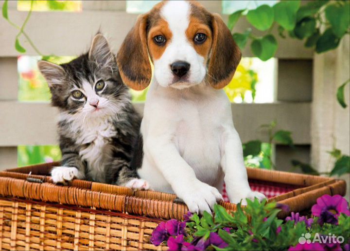 Передержка животных. Зоогостиница