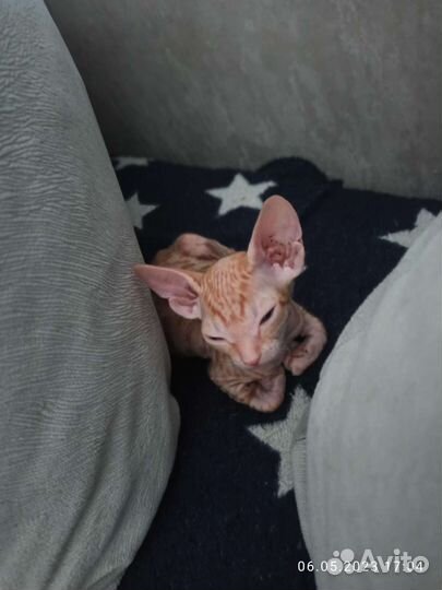 Кошка сфинкс