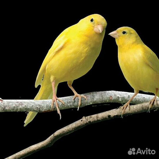 Канарейки, кенара поющие уже