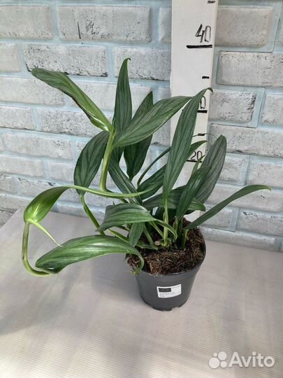 Сциндапсусы сортовые из питомника