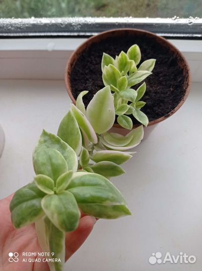 Для подвесных кашпо