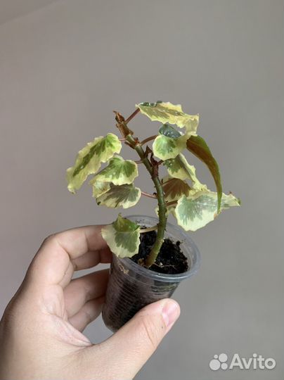 Бегонии разные