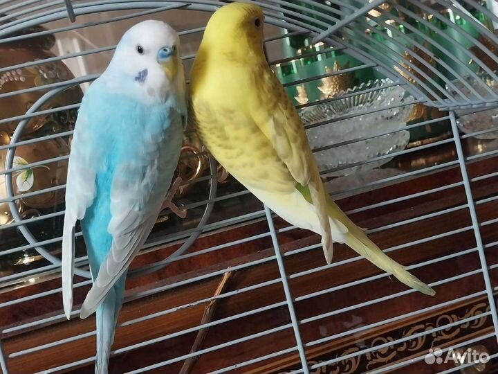 Волнистый попугай пара