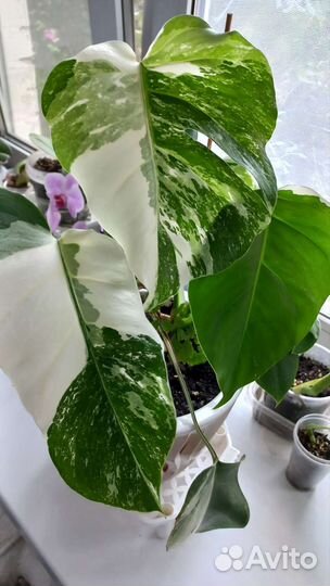 Монстера вариегатная альба