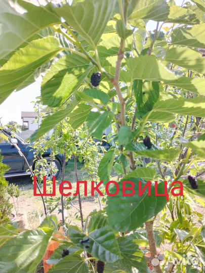 Продам плодоносящие деревья с плодами