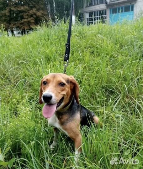 Метис гончей в добрые и ответственные руки