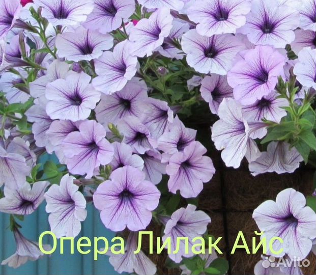 Рассада Петунии Тайдал,Опера,Изи Вейв