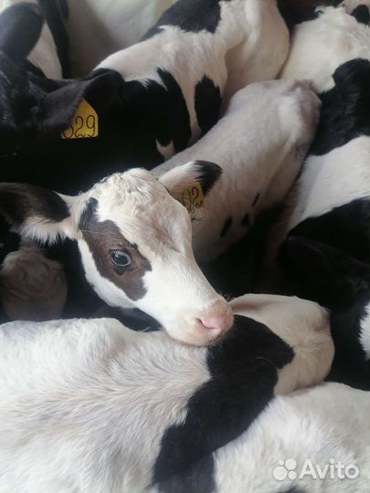 Бычки телки