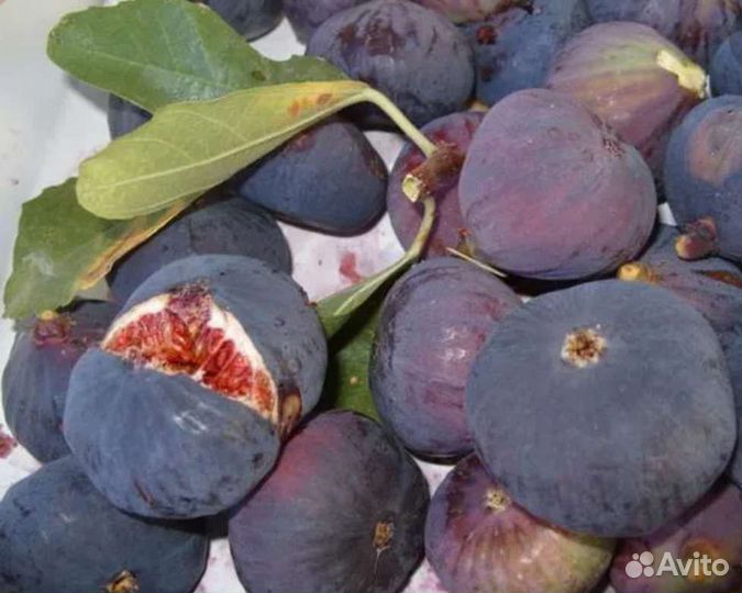 Саженцы инжир Среднеазиатский