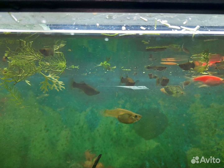 Аквариумные рыбки гуппи