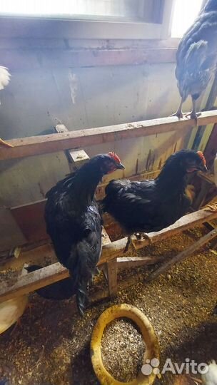 Молодые петушки