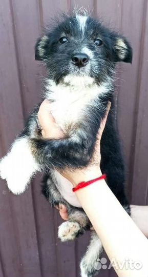 Собака в добрые руки щенок