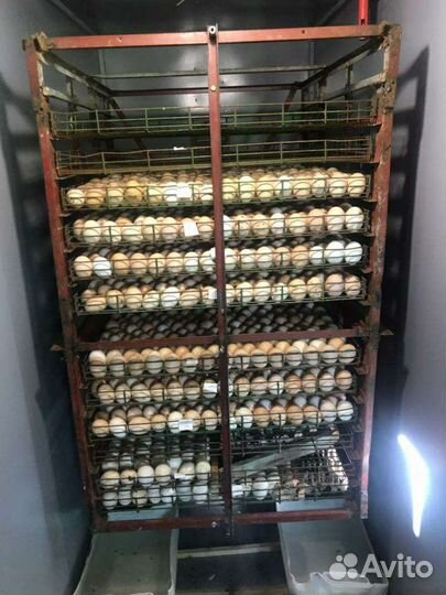 Инкубатор для яиц