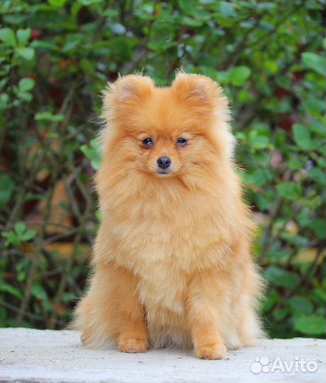 Померанский шпиц