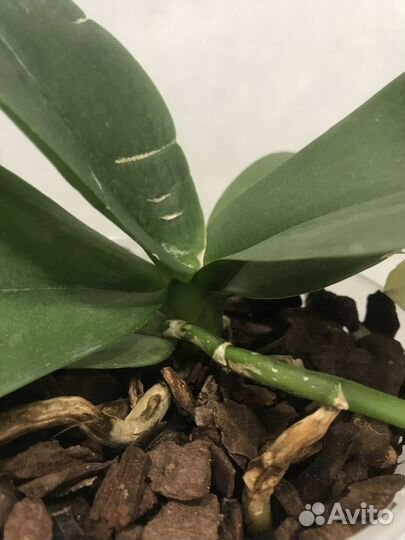 Орхидея фаленопсис Сладкая девочка