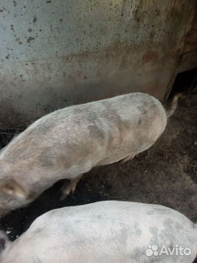 Свиноматка